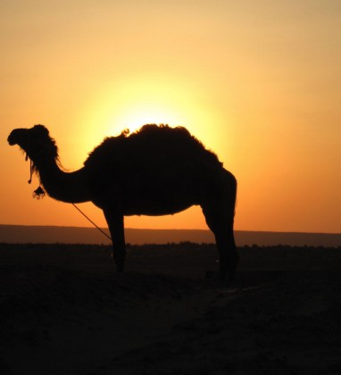 Ayaz Kala Camel Uzbekistan Bev Dunbar The Gilded Image
