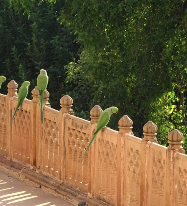 BHARATPUR Green Parrots Bev Dunbar The Gilded Image