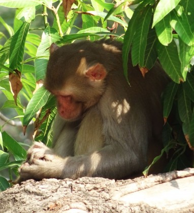 BHARATPUR Monkey Dreamimg Bev Dunbar The Gilded Image