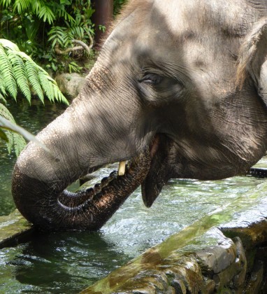 Bali Elephant Bev Dunbar The Gilded Image