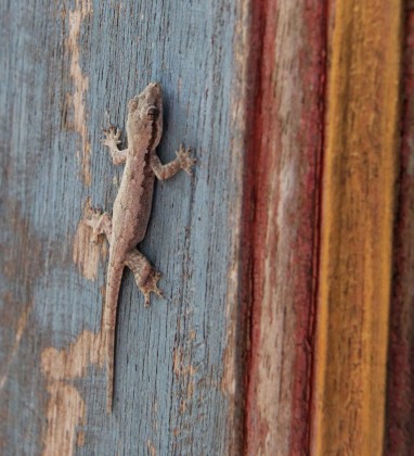 Bali Gecko Bev Dunbar The Gilded Image