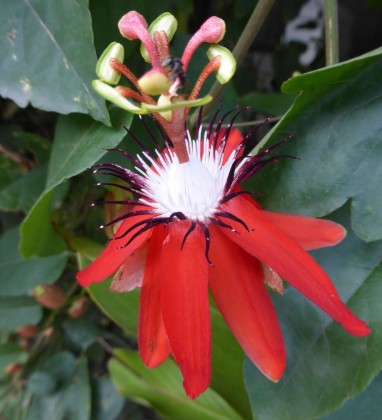 Bali-Passion-Flower-Bev-Dunbar-The-Gilded-Image