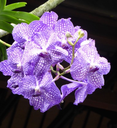 Bali Purple Orchid Bev Dunbar The Gilded Image