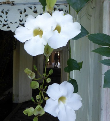 Bali-White-Bev-Dunbar-The-Gilded-Image
