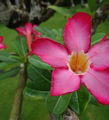 Balinese plumeria jepun flower Bev Dunbar The Gilded Image