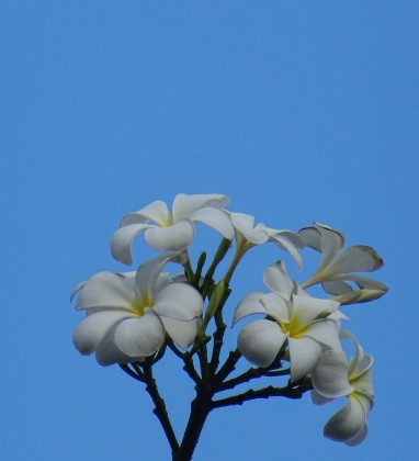 Balinese white frangipani flowers Bev Dunbar The Gilded Image
