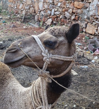 Bijaipur Camel Bev Dunbar The Gilded Image