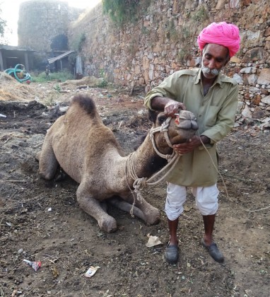 Bijaipur Camel Man Bev Dunbar The Gilded Image