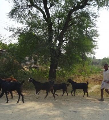 Bijaipur Goats Bev Dunbar The Gilded Image