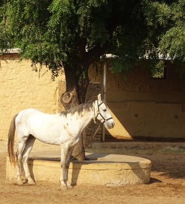 Bijaipur Horse Bev Dunbar The Gilded Image