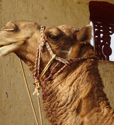 Bikaner Camel Bev Dunbar The Gilded Image copy