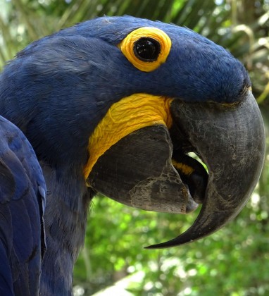 Blue and Yellow Macaw Bali Bird Park Bev Dunbar The Gilded Image