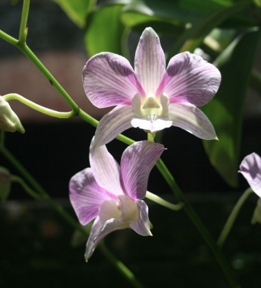 Cafe-Lotus-Orchid-Bev-Dunbar-The-Gilded-Image