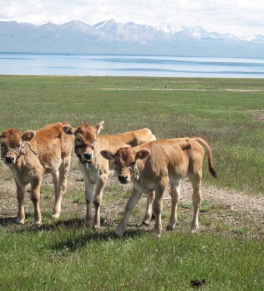 Calves Song Kul Lake Kyrgyzstan Bev Dunbar The Gilded Image