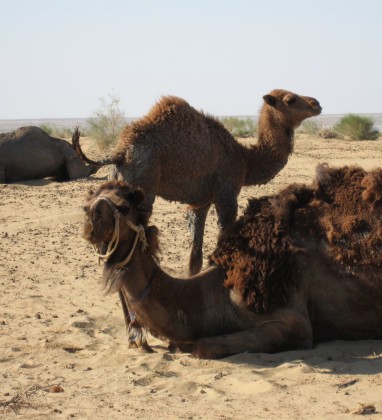 Camels Ayaz Kala Uzbekistan Bev Dunbar The Gilded Image