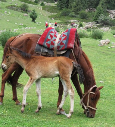Cholpon Ata Foal Kyrgyzstan Bev Dunbar The Gilded Image