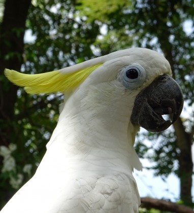Cockatoo Bali Bird Park Bev Dunbar The Gilded Image
