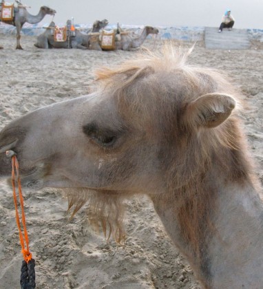 Dunhuang Camel Bev Dunbar The Gilded Image