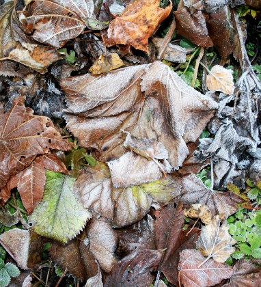 Frozen Leaves Bev Dunbar The Gilded Image
