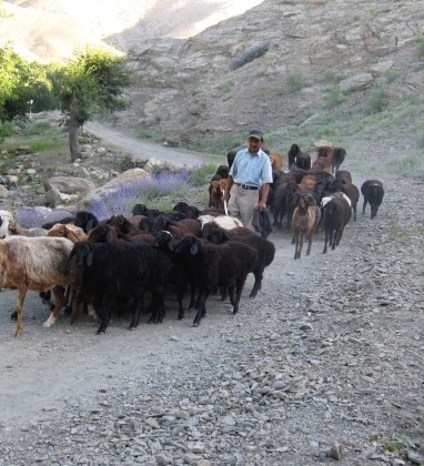 Goatherder Sentab Village Uzbekistan Bev Dunbar The Gilded Image
