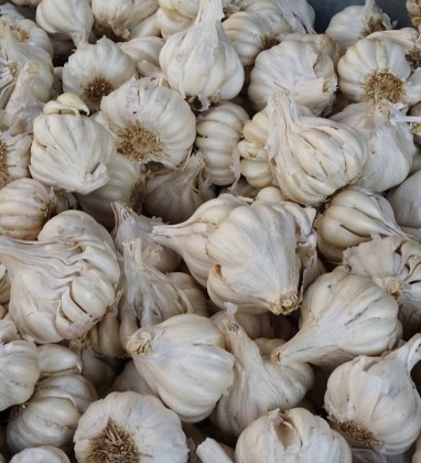 JAIPUR Market Garlic Bev Dunbar The Gilded Image