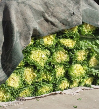 Kashgar Cabbages Bev Dunbar The Gilded Image