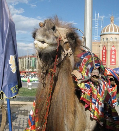 Kashgar Camel Bev Dunbar The Gilded Image