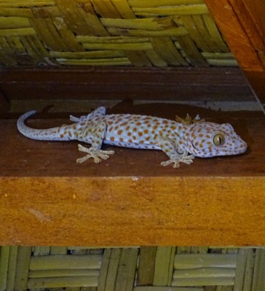 Large Gecko Penestenan Bev Dunbar The Gilded Image
