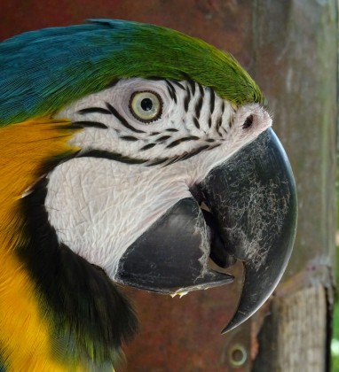 Macaw Bali Bird Park Bev Dunbar The Gilded Image