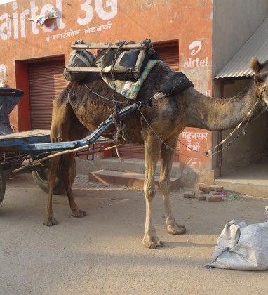 Mahansar Camel Cart Bev Dunbar The Gilded Image
