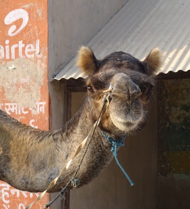 Mahansar Curious Camel Bev Dunbar The Gilded Image