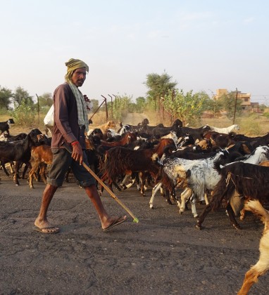 Mandawa Goat Herder Bev Dunbar The Gilded Image