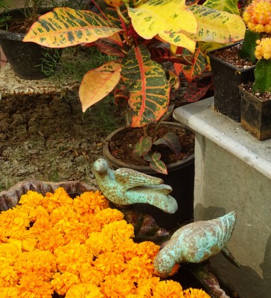 Marigold Bird Bath Udaipur Bev Dunbar The Gilded Image