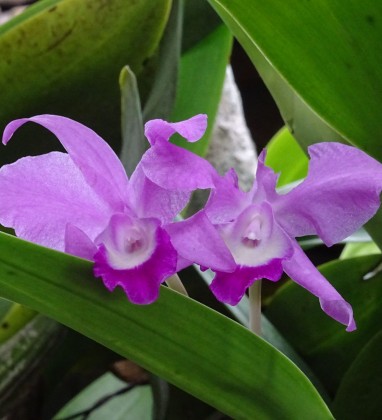 Mauve Orchid Ubud Bev Dunbar The Gilded Image