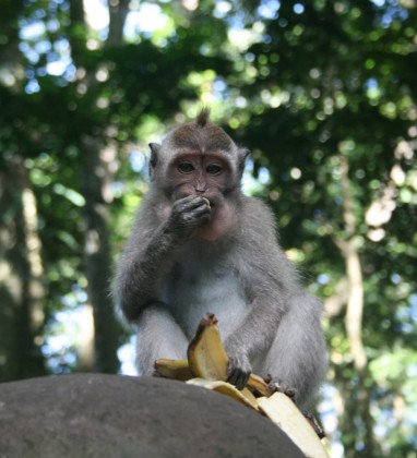 Monkey Lunchtime Ubud Bev Dunbar The Gilded Image