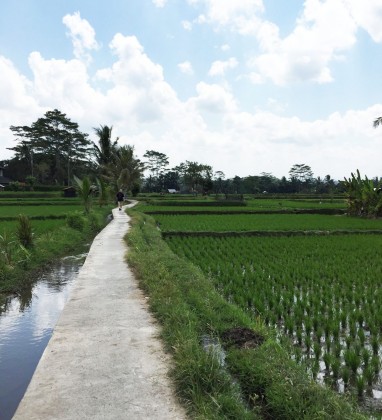 North Ubud Rice field Path Bev Dunbar The Gilded Image