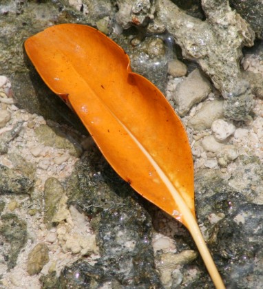 Orange Leaf Bev Dunbar The Gilded Image
