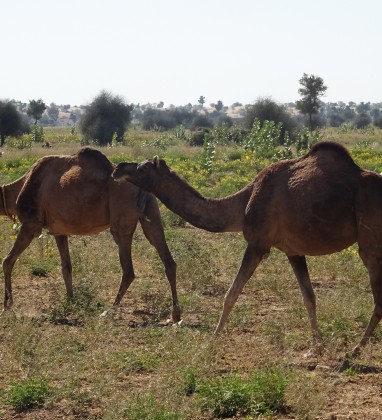 POKRAN Camels Bev Dunbar The Gilded Image