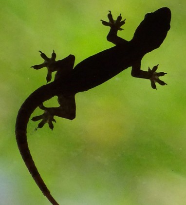 Penestenan Gecko Bev Dunbar The Gilded Image