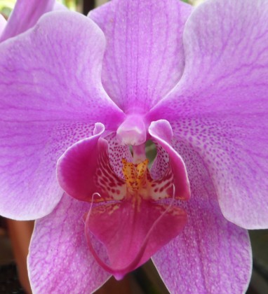 Phalaenopsis Orchid Symmetry Bali Bev Dunbar The Gilded Image