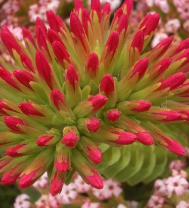Pink Cluster Flower Bev Dunbar The Gilded Image