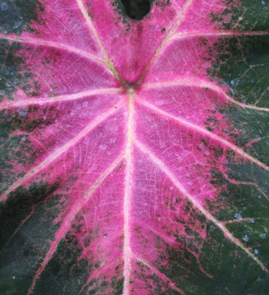 Pink Leaf Penestenan Bev Dunbar The Gilded Image