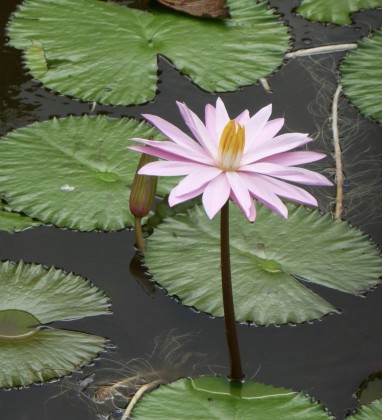 Pink-Waterlily-Ubud-Bev-Dunbar-The-Gilded-Image