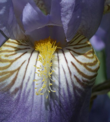 Purple Orchid Bev Dunbar The Gilded Image