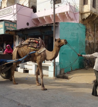 Ramgarh Camel Cart Bev Dunbar The Gilded Image