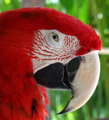 Red Parrot Bali Bird Park Bev Dunbar The Gilded Image