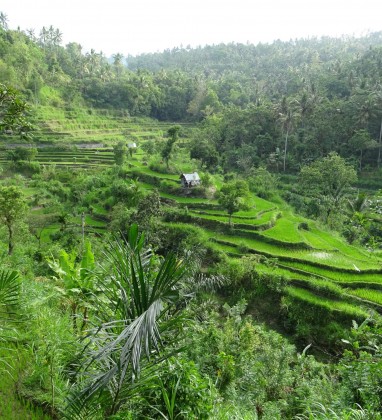 Rice Terraces on way to Lempuyang Temple Bev Dunbar The Gilded Image