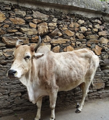 Sacred Cow Udaipur Bev Dunbar The Gilded Image