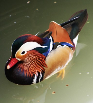 Shanghai Mandarin Duck Bev Dunbar The Gilded Image