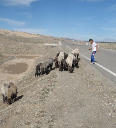 Sheep herder near Kashgar Bev Dunbar The Gilded Image